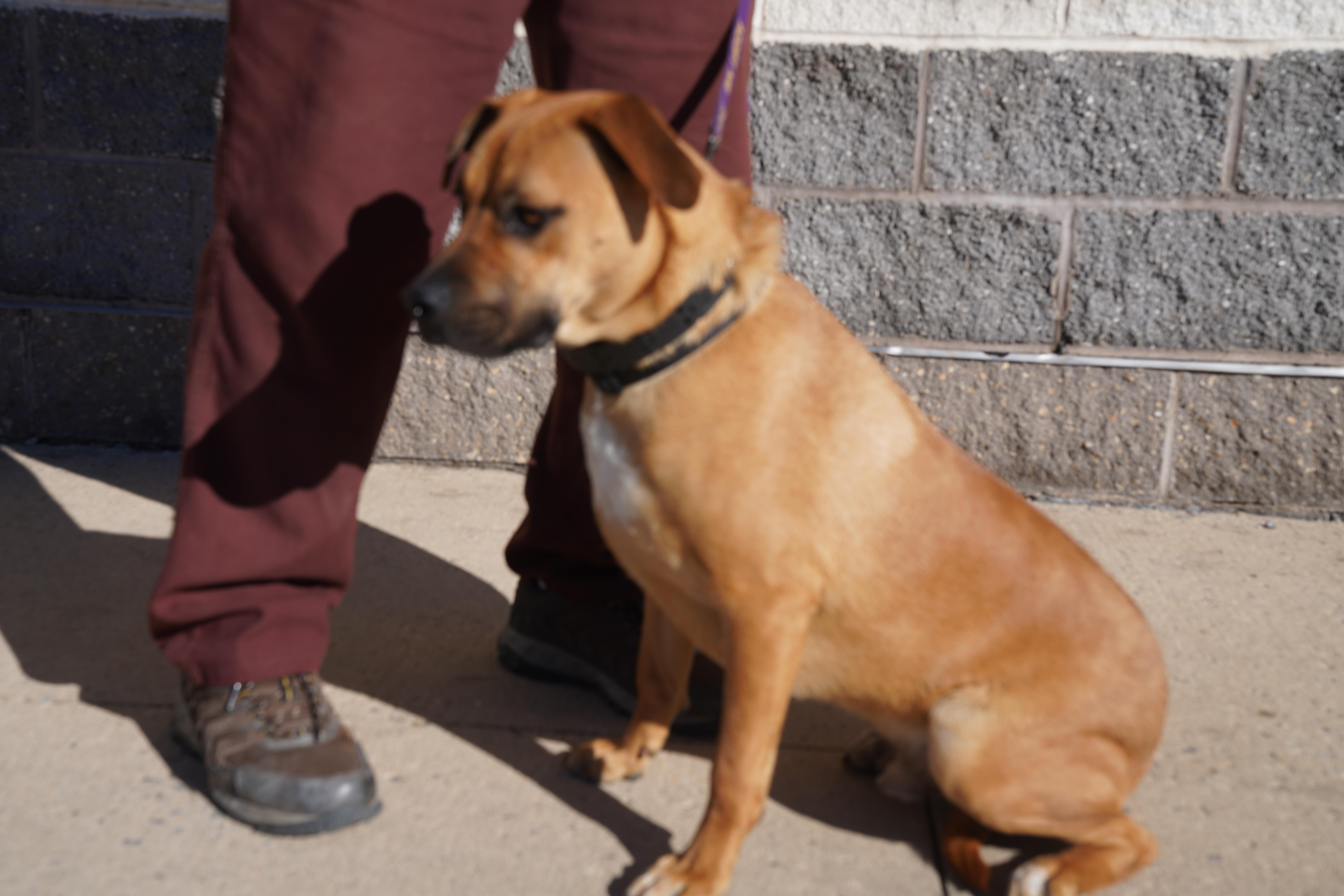 Enlarge Buzz, a Adoptable mixed breed in Pottsville, PA image 1/1