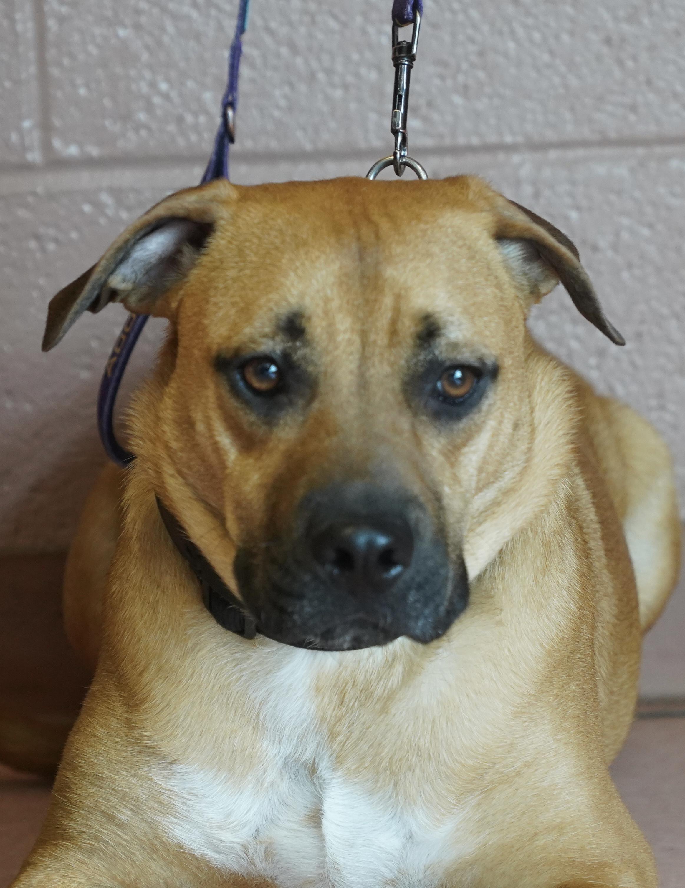 Buzz, Adoptable, Young Male Boxer.