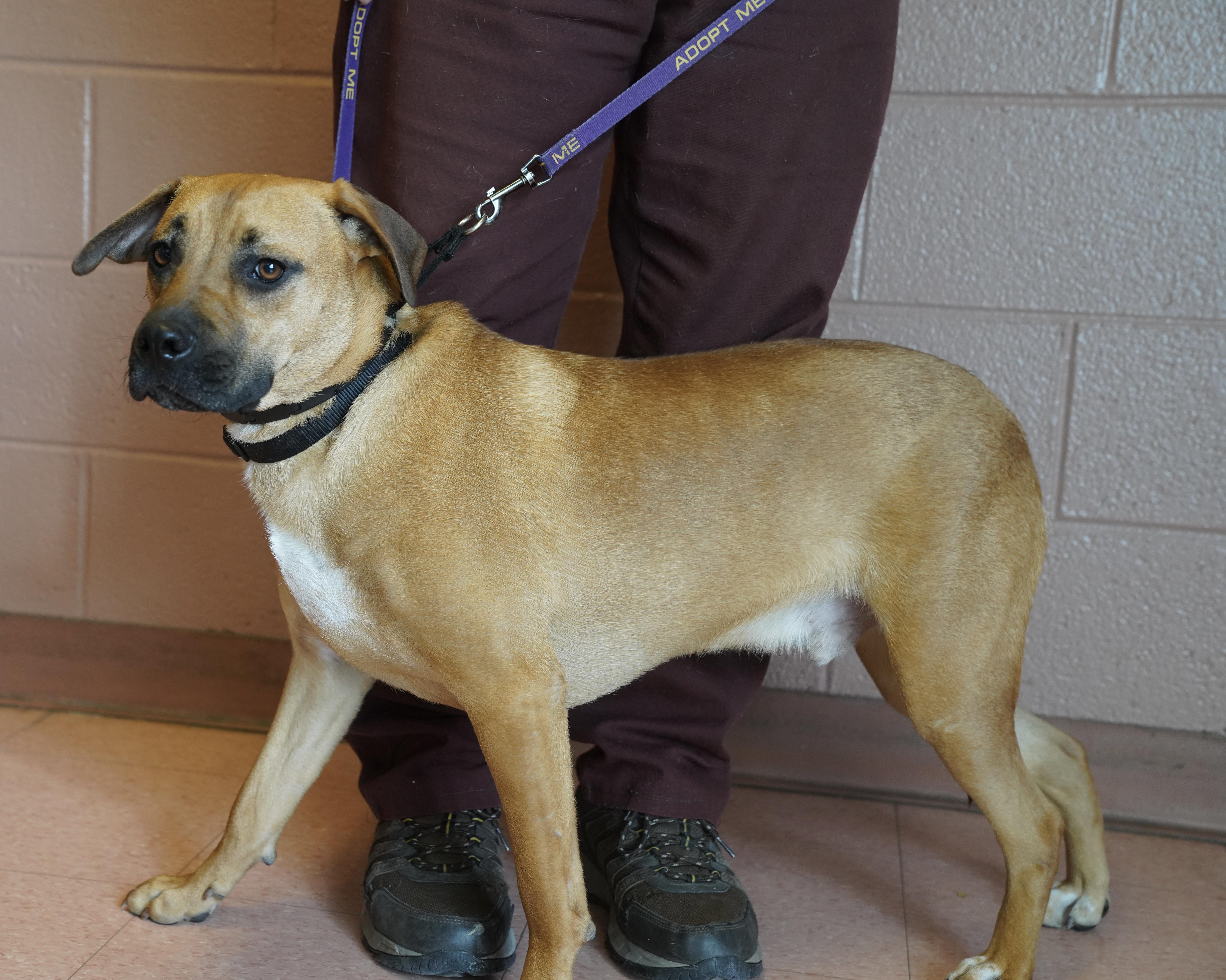 Enlarge Buzz, an adopted mixed breed in Pottsville, PA image 3/4