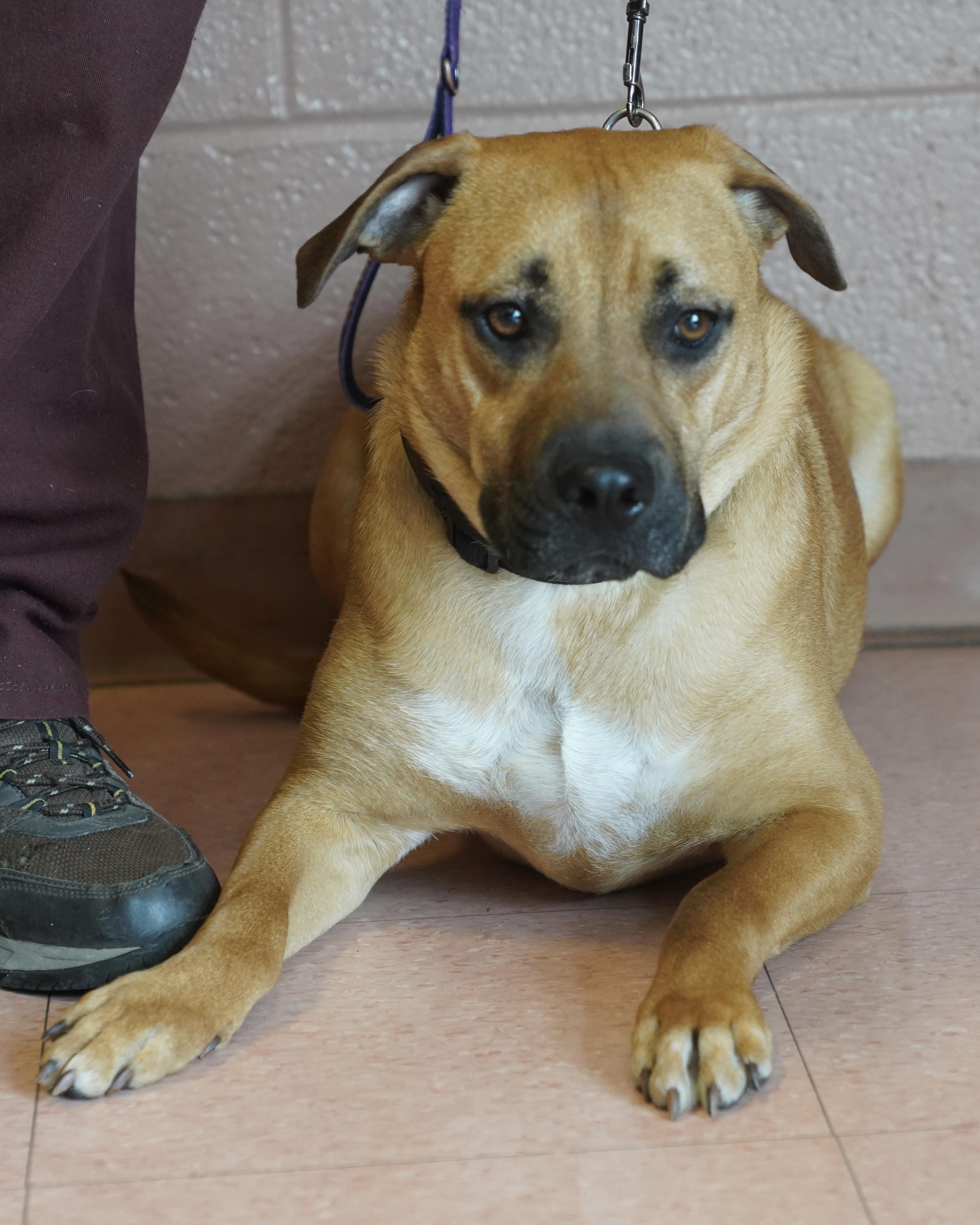 Enlarge Buzz, an adopted mixed breed in Pottsville, PA image 4/4