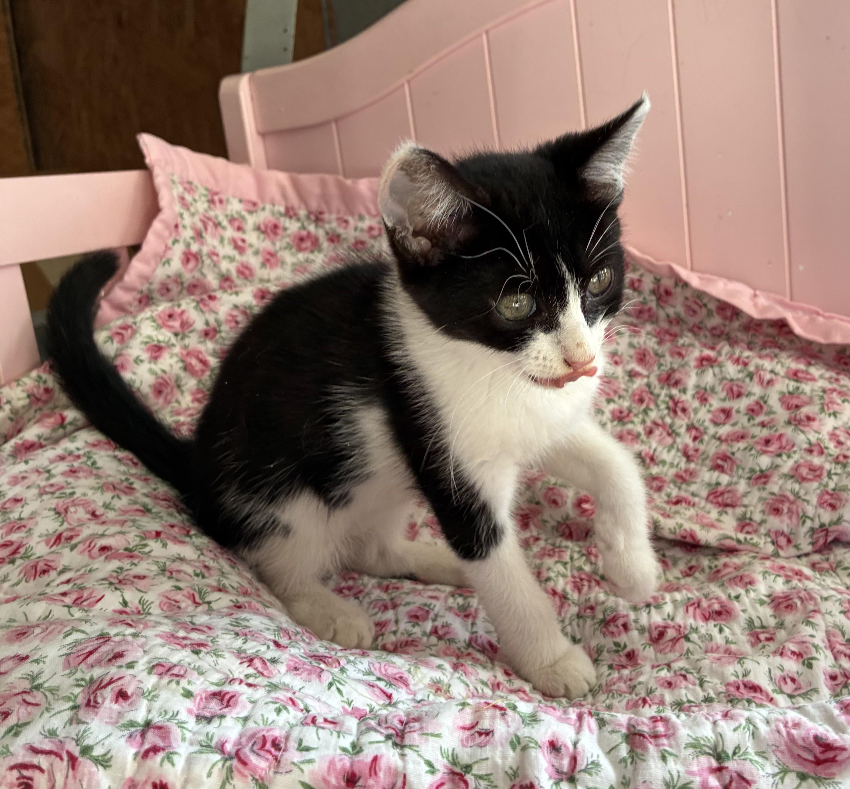Capri, Adoptable, Kitten Male Domestic Short Hair.