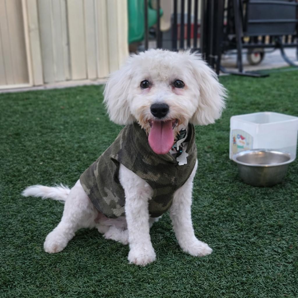 Teddy, a Adoptable mixed breed in Phoenix, AZ image 1/4