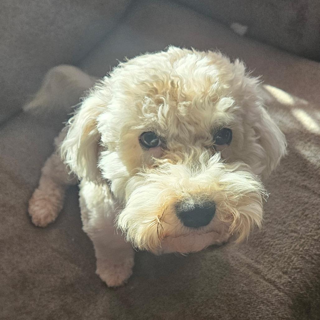 Teddy, a Adoptable mixed breed in Phoenix, AZ image 3/4