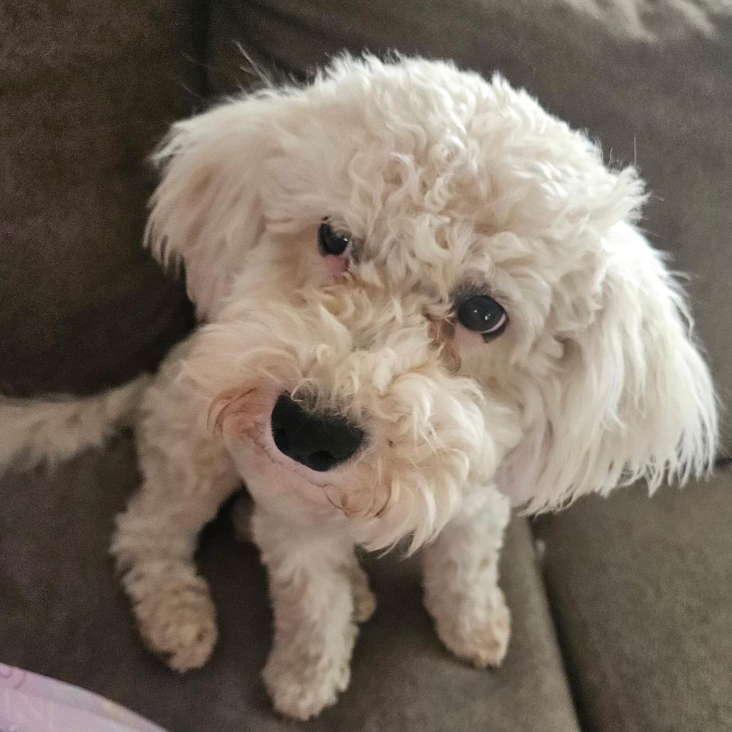 Teddy, a Adoptable mixed breed in Phoenix, AZ image 4/4