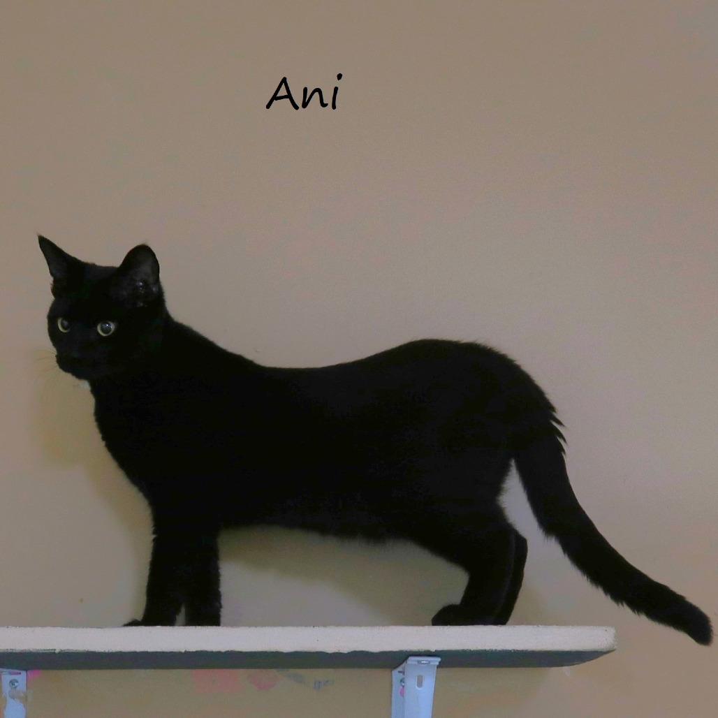 Enlarge Ani, a Adoptable Domestic Short Hair in Yucaipa, CA image 1/6