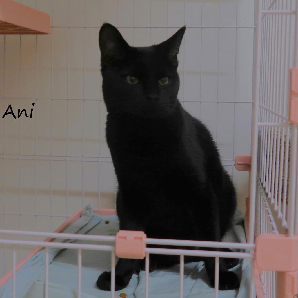 Enlarge Ani, a Adoptable Domestic Short Hair in Yucaipa, CA image 2/6