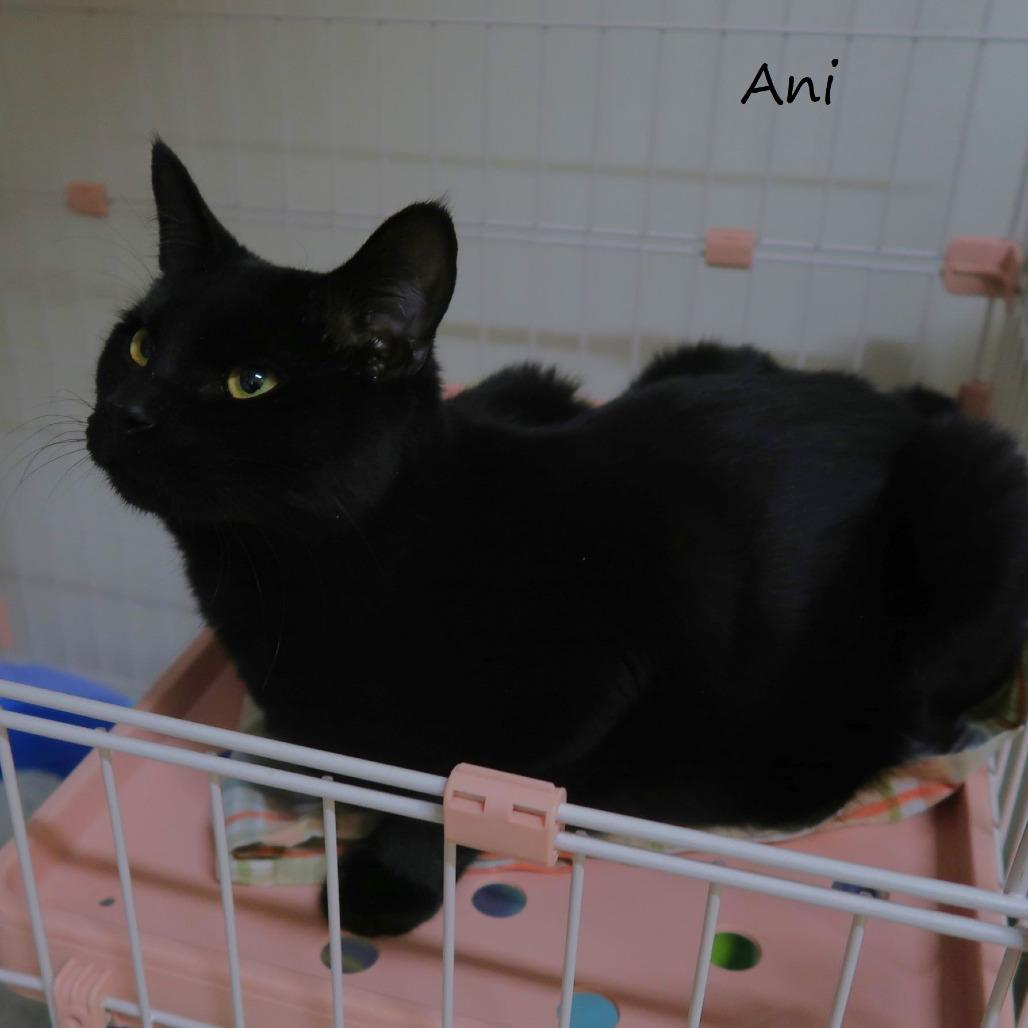 Enlarge Ani, a Adoptable Domestic Short Hair in Yucaipa, CA image 3/6