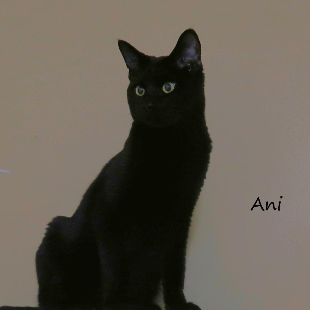Enlarge Ani, a Adoptable Domestic Short Hair in Yucaipa, CA image 4/6