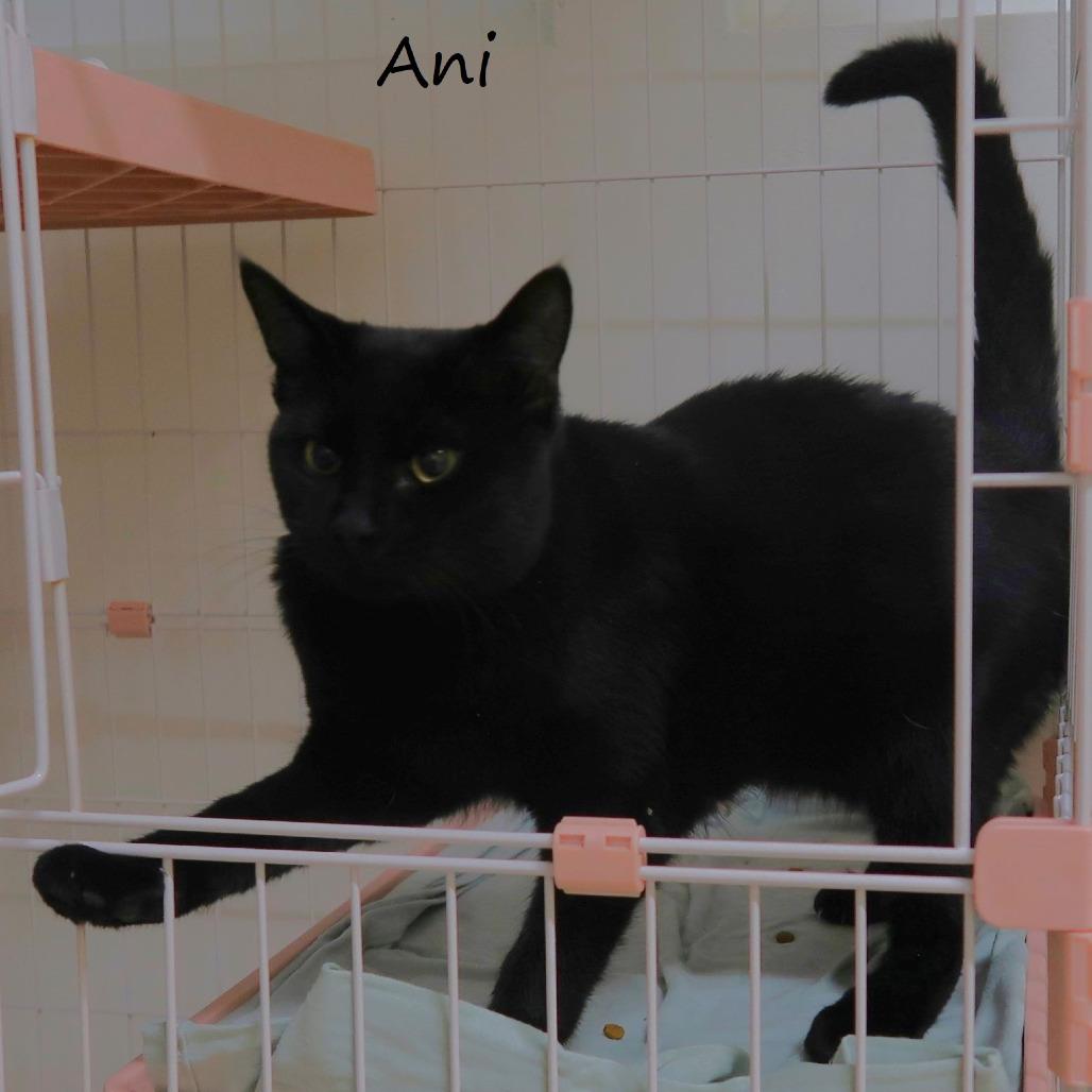 Enlarge Ani, a Adoptable Domestic Short Hair in Yucaipa, CA image 5/6