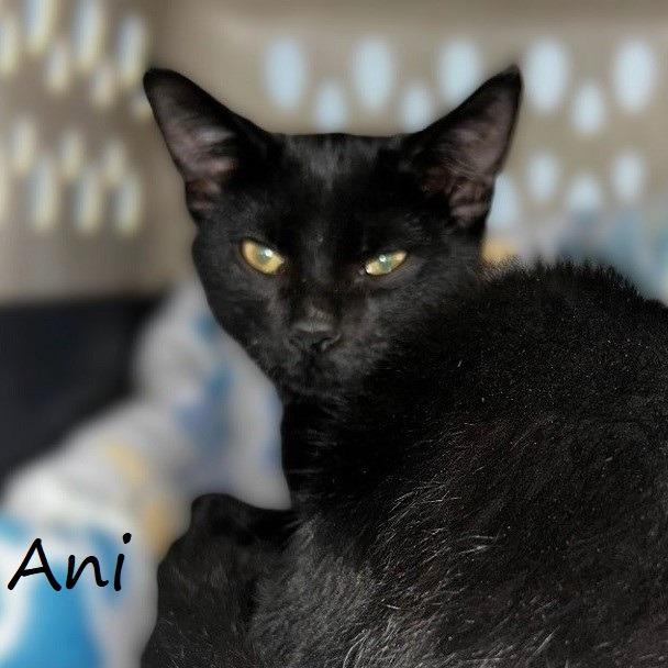 Enlarge Ani, a Adoptable Domestic Short Hair in Yucaipa, CA image 6/6