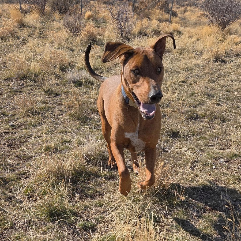 Beefcake "Beefy" McGee, Adoptable, Adult Male Mixed Breed.