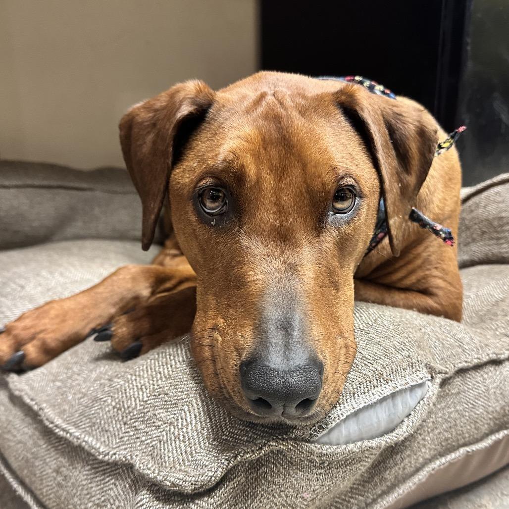 Enlarge Beefcake "Beefy" McGee, a Adoptable Mixed Breed in Park City, UT image 2/6