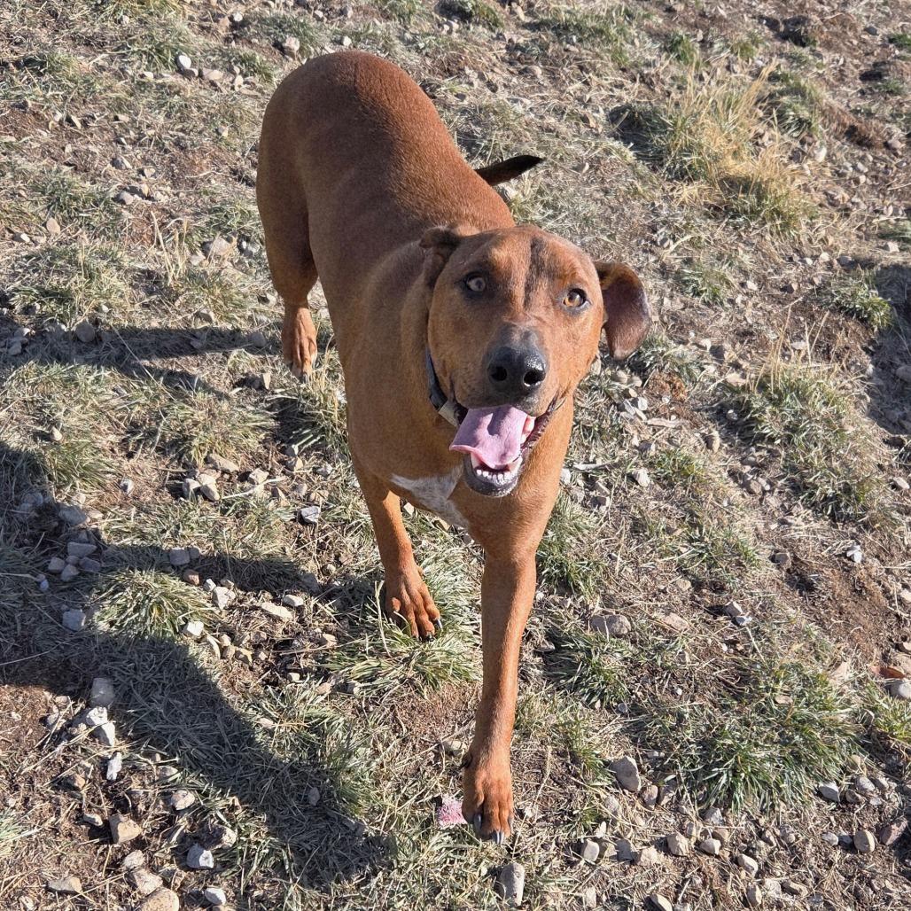 Enlarge Beefcake "Beefy" McGee, a Adoptable Mixed Breed in Park City, UT image 6/6