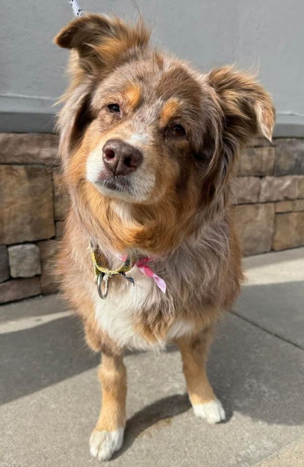 Izzy, a Adoptable mixed breed in Littleton, CO image 2/2