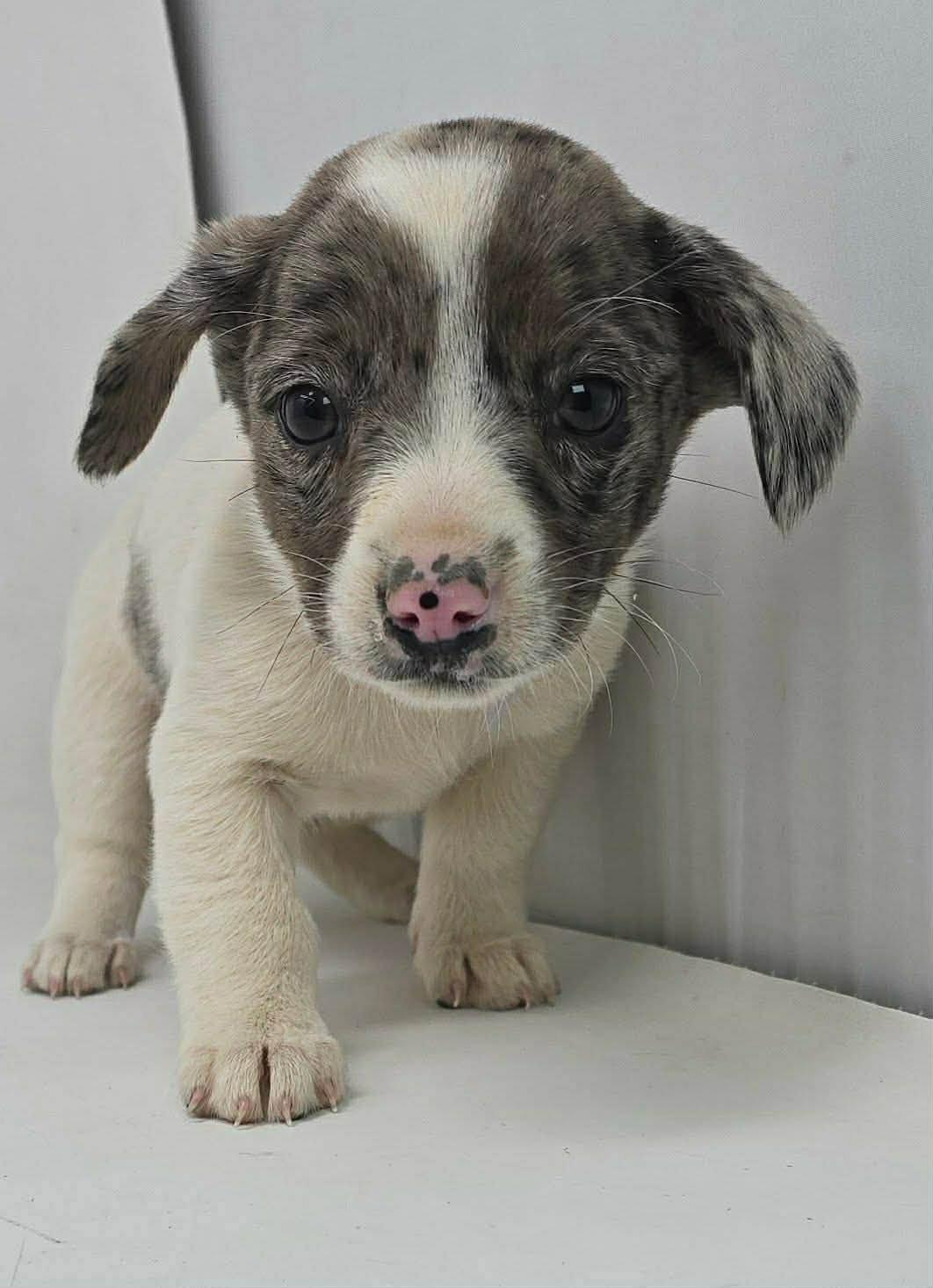 CROWNED GLORY, Adoptable, Young Female Australian Shepherd.