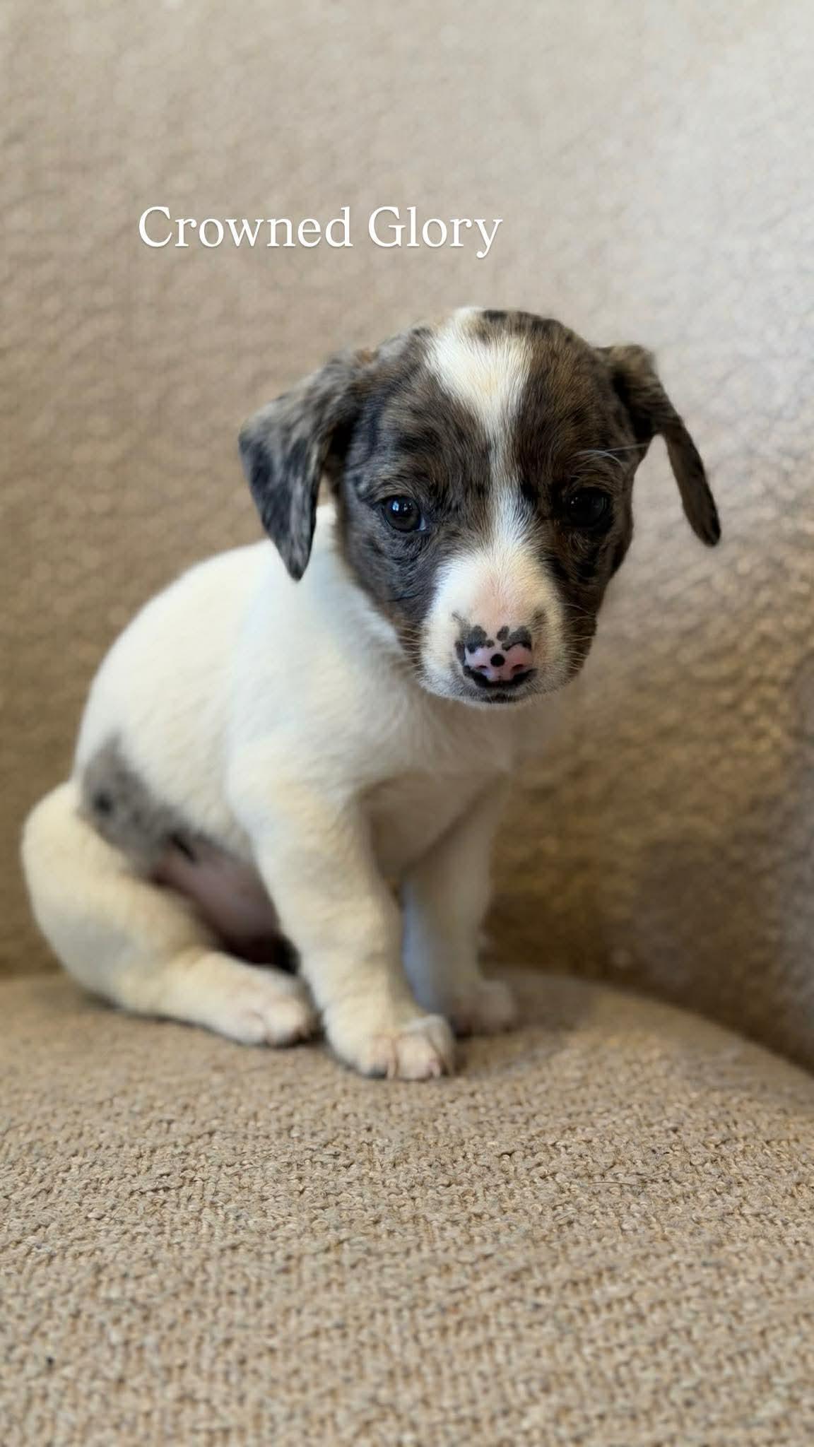 Enlarge CROWNED GLORY, a Adoptable Australian Shepherd in Pomfret Center, CT image 2/3