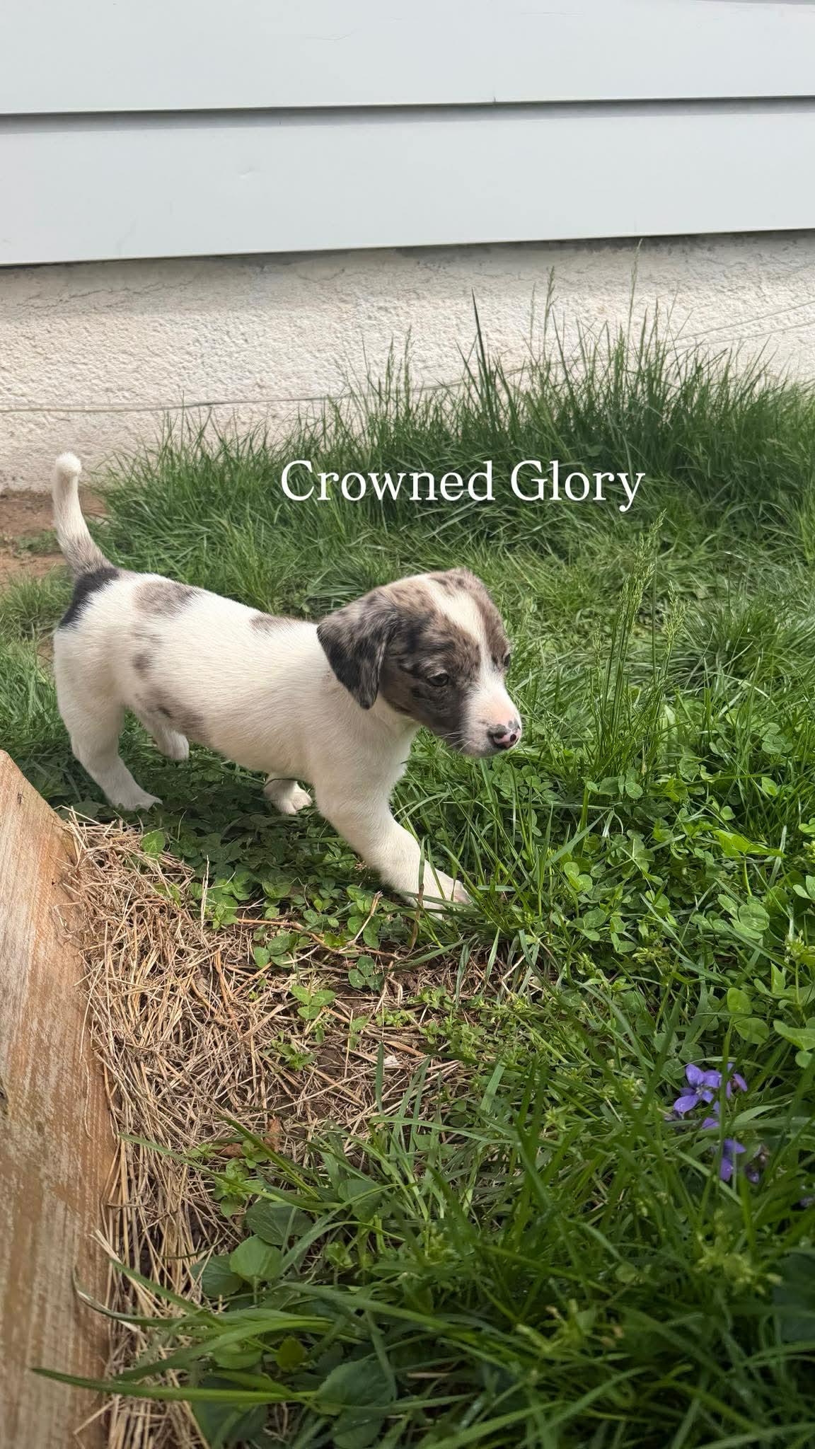 CROWNED GLORY, Adoptable, Young Female Australian Shepherd.