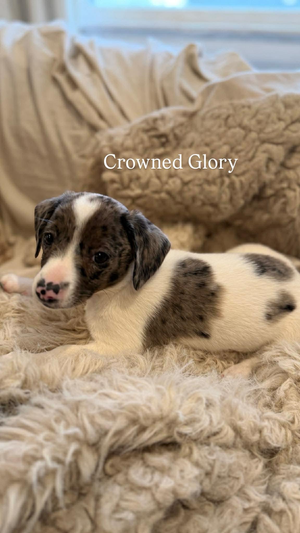 CROWNED GLORY, a Adoptable Australian Shepherd in Pomfret Center, CT image 2/3