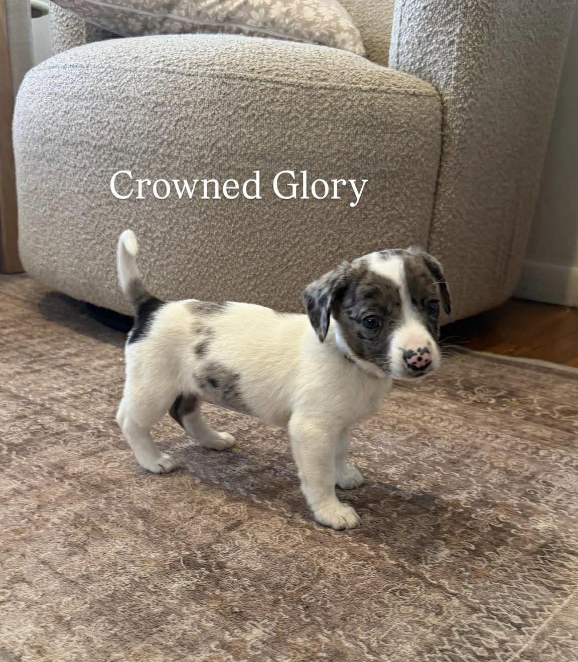 Enlarge CROWNED GLORY, a Adoptable Australian Shepherd in Pomfret Center, CT image 3/3