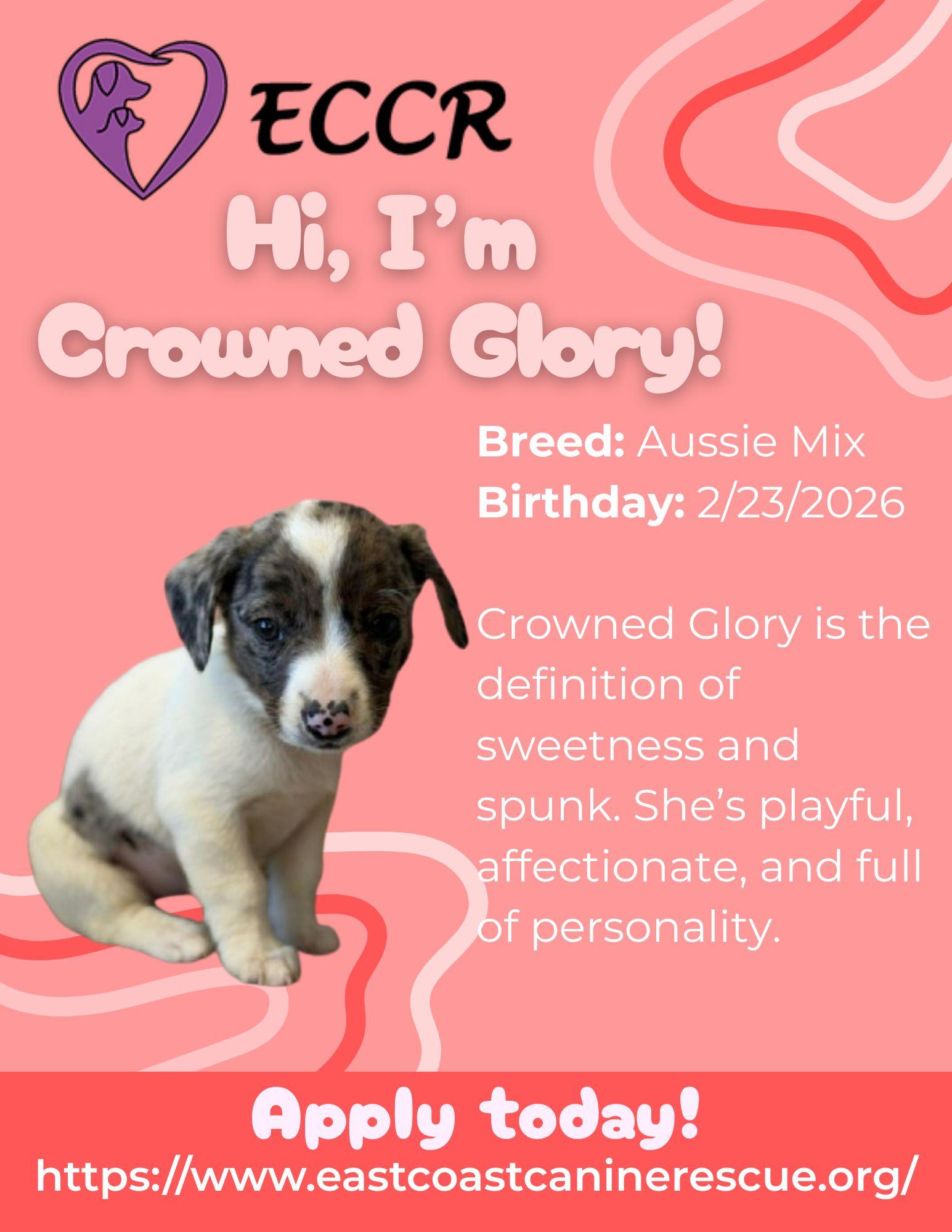 CROWNED GLORY, a Adoptable Australian Shepherd in Pomfret Center, CT image 3/3