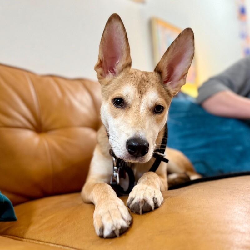 Brandy Old Fashioned Wisconsin — thumbnail 4