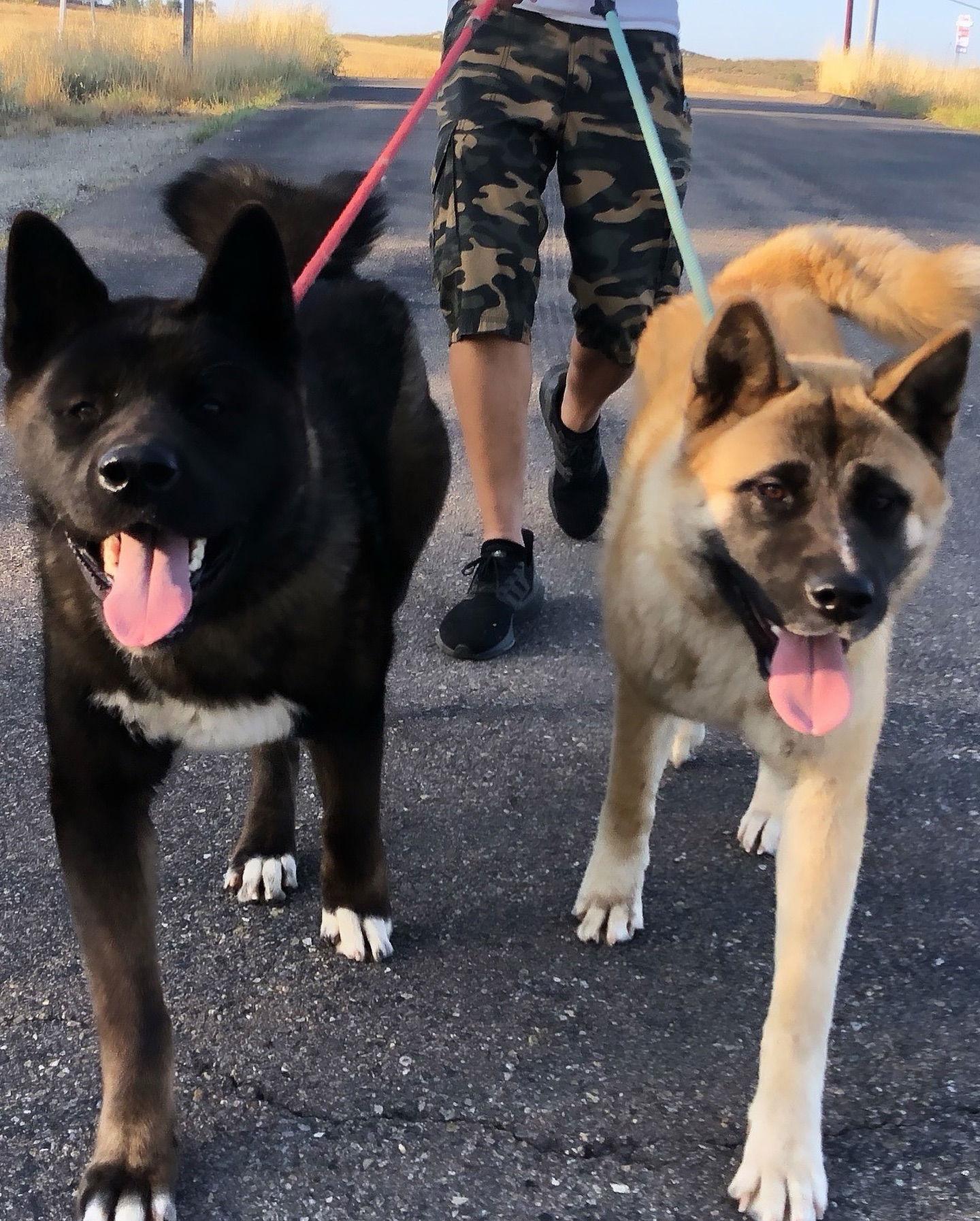 Enlarge Wallace and Winnie - Bonded Pair, a Adoptable Akita in Romoland, CA image 2/3