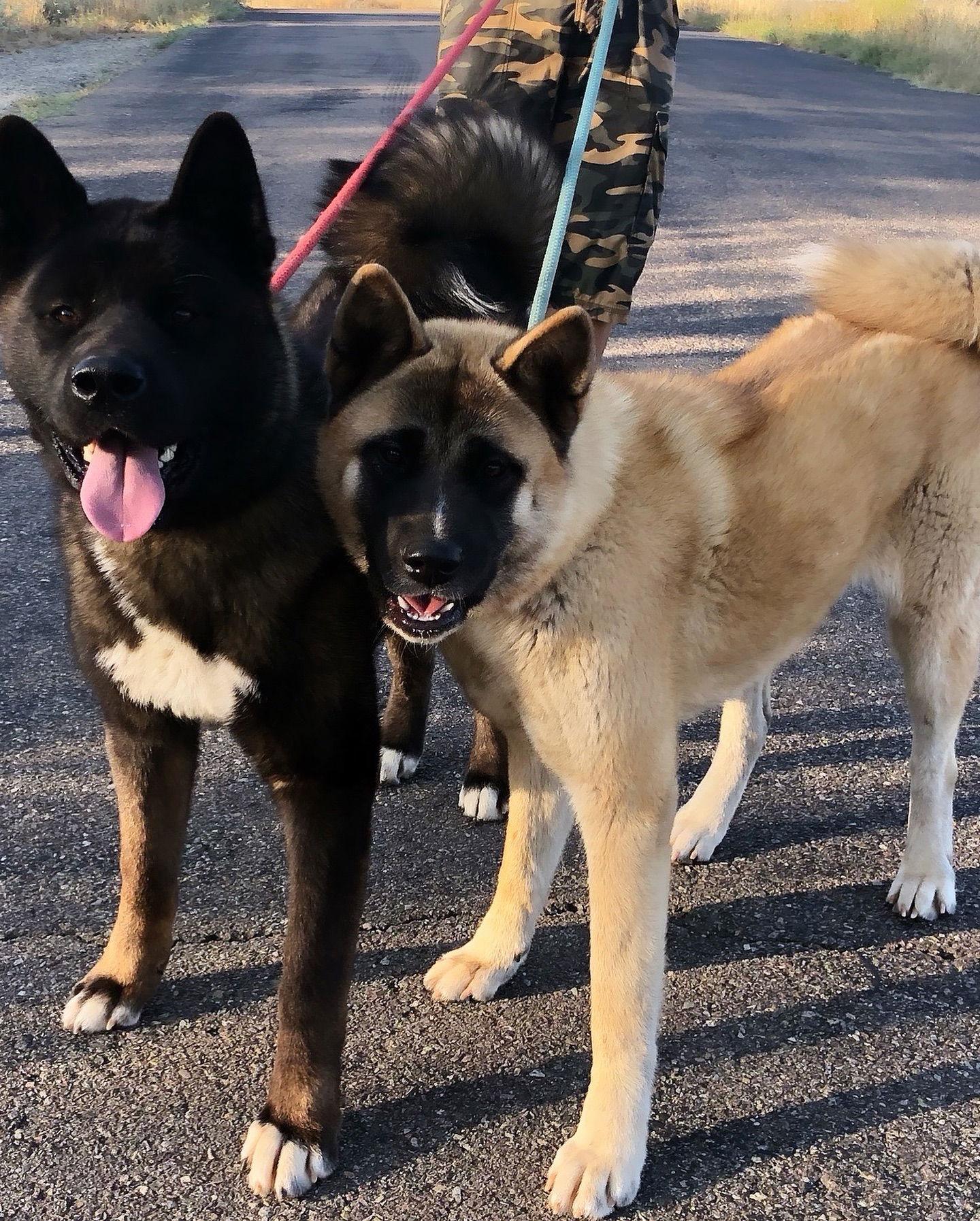 Enlarge Wallace and Winnie - Bonded Pair, a Adoptable Akita in Romoland, CA image 3/3