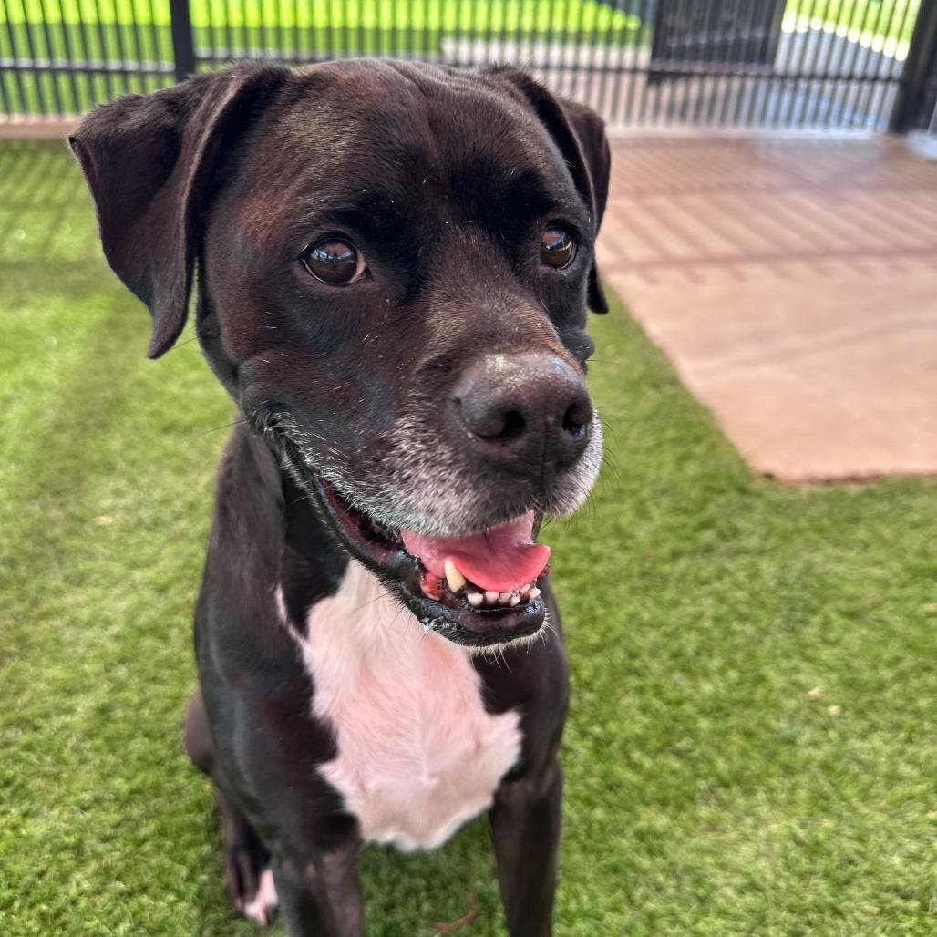 Enlarge Gouda, a Adoptable mixed breed in San Antonio, TX image 1/6