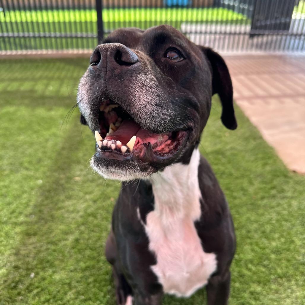 Enlarge Gouda, a Adoptable mixed breed in San Antonio, TX image 2/6