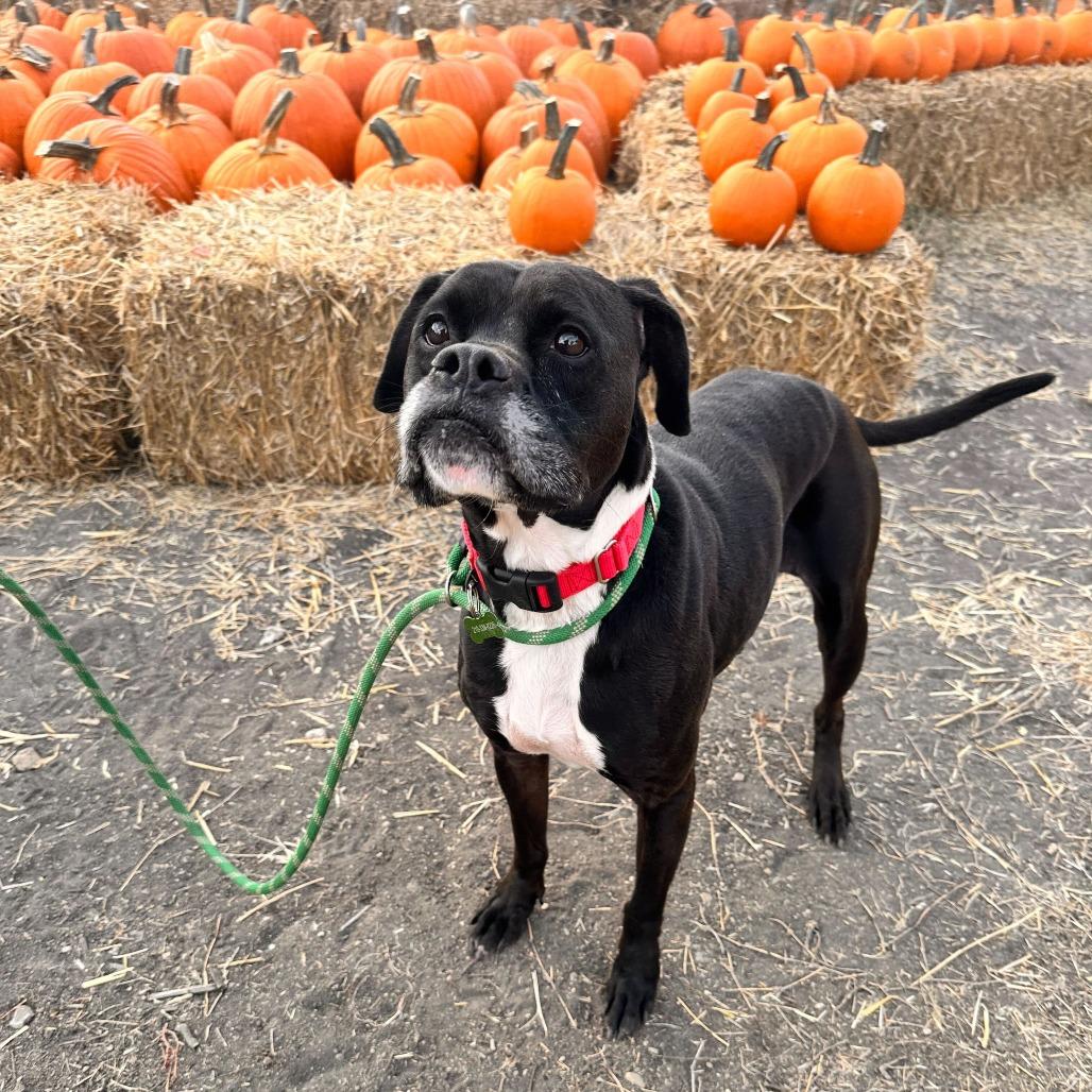 Gouda, Adoptable, Senior Female Boxer & Mixed Breed.