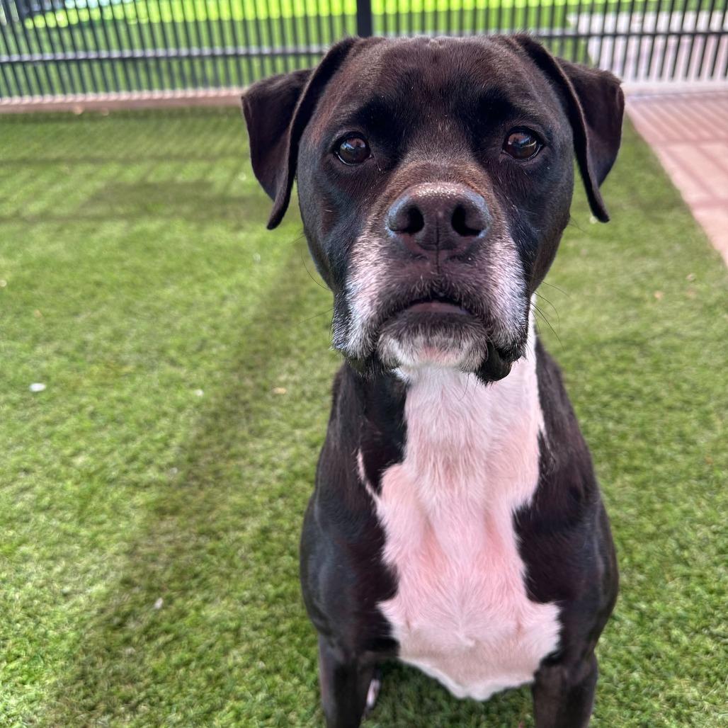 Enlarge Gouda, a Adoptable mixed breed in San Antonio, TX image 2/6