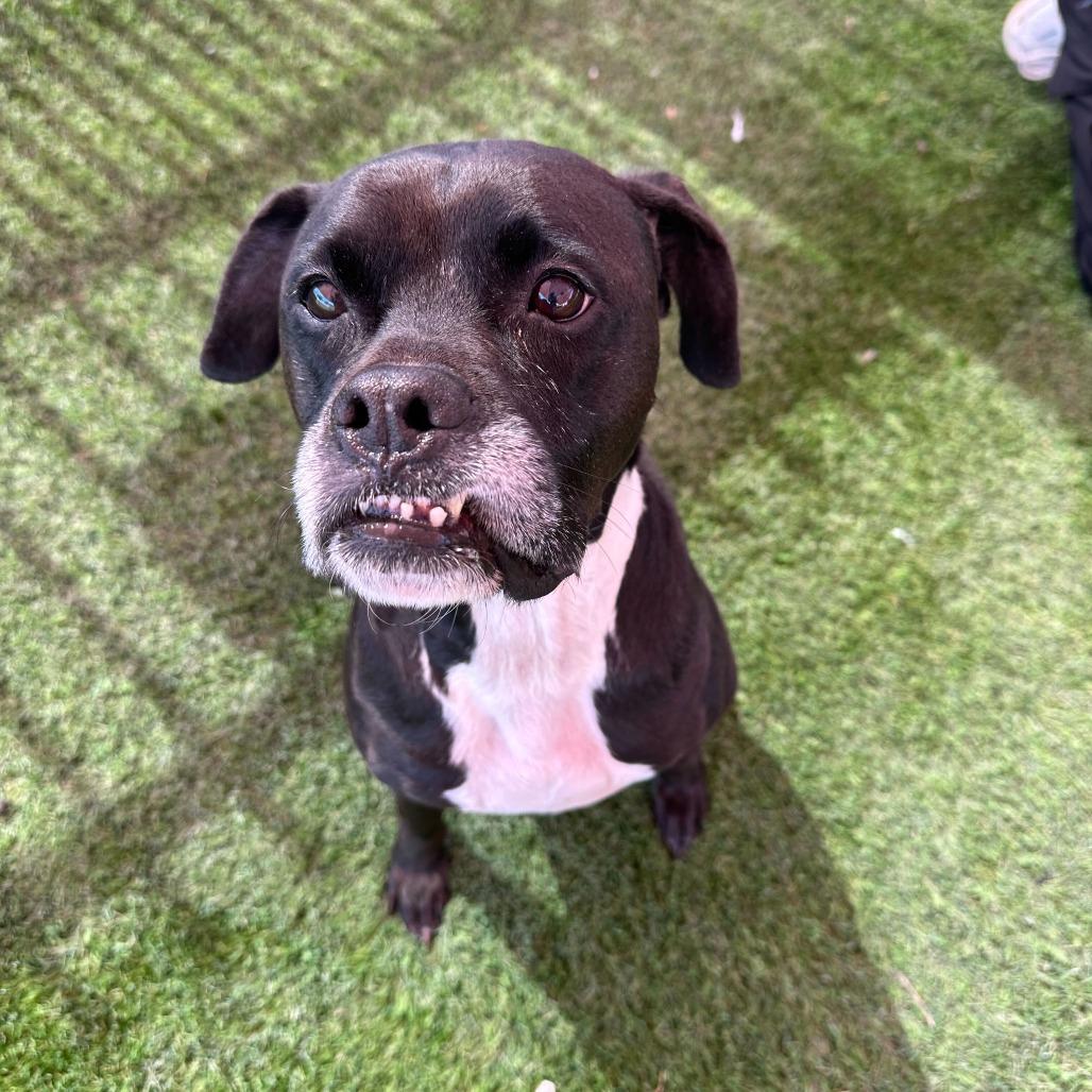 Enlarge Gouda, a Adoptable mixed breed in San Antonio, TX image 3/6