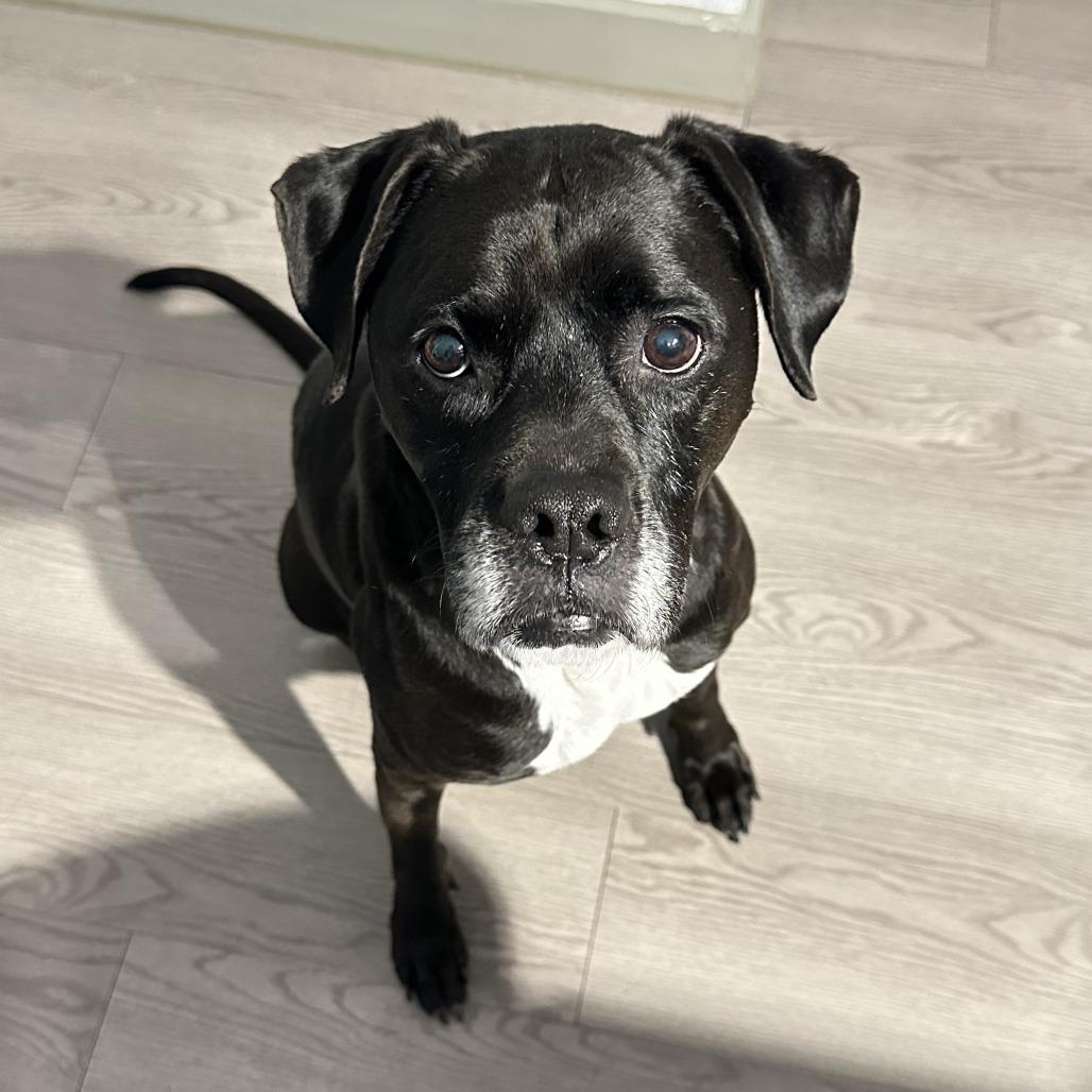 Enlarge Gouda, a Adoptable mixed breed in San Antonio, TX image 4/6