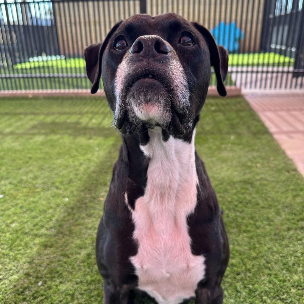 Enlarge Gouda, a Adoptable mixed breed in San Antonio, TX image 5/6