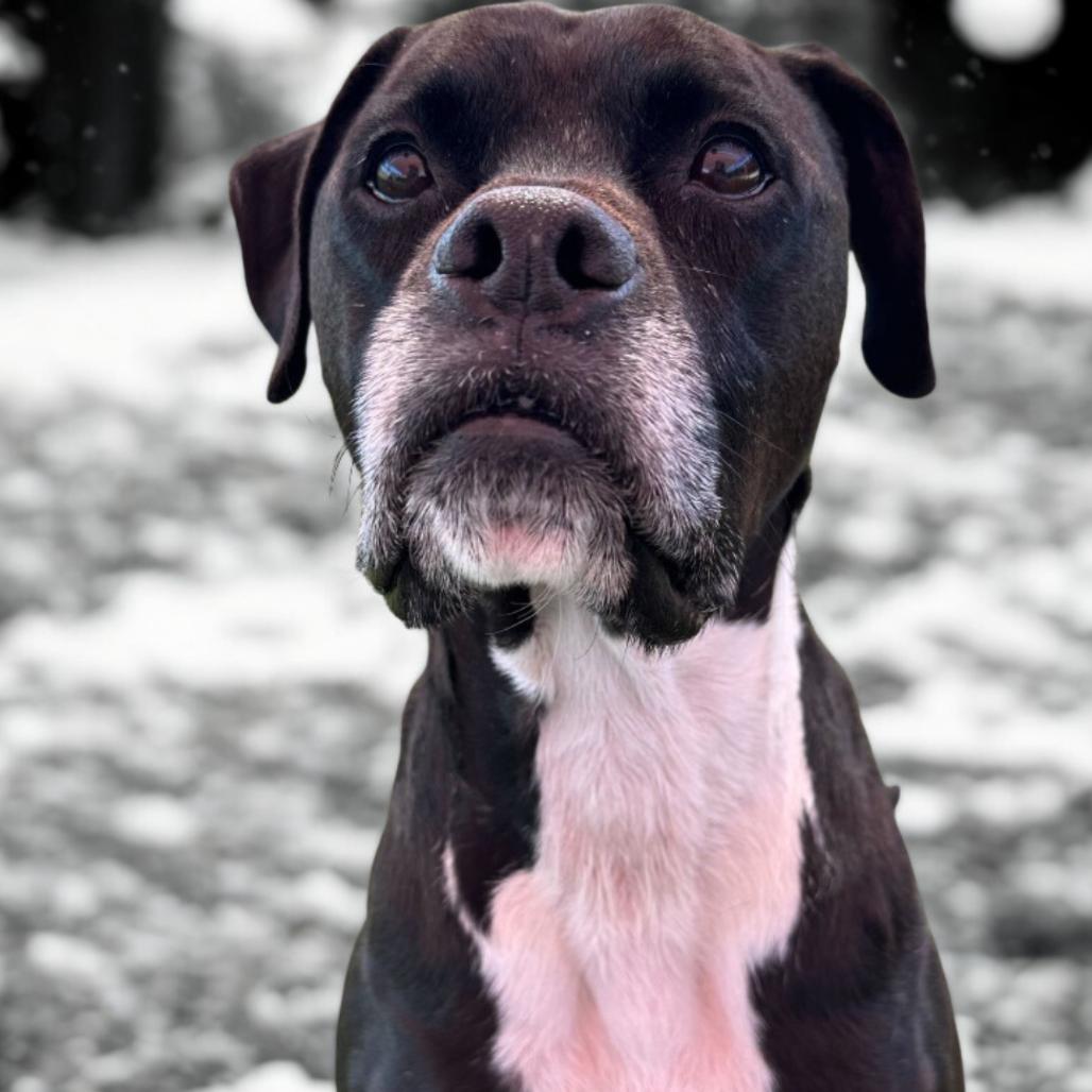 Enlarge Gouda, a Adoptable mixed breed in San Antonio, TX image 4/6