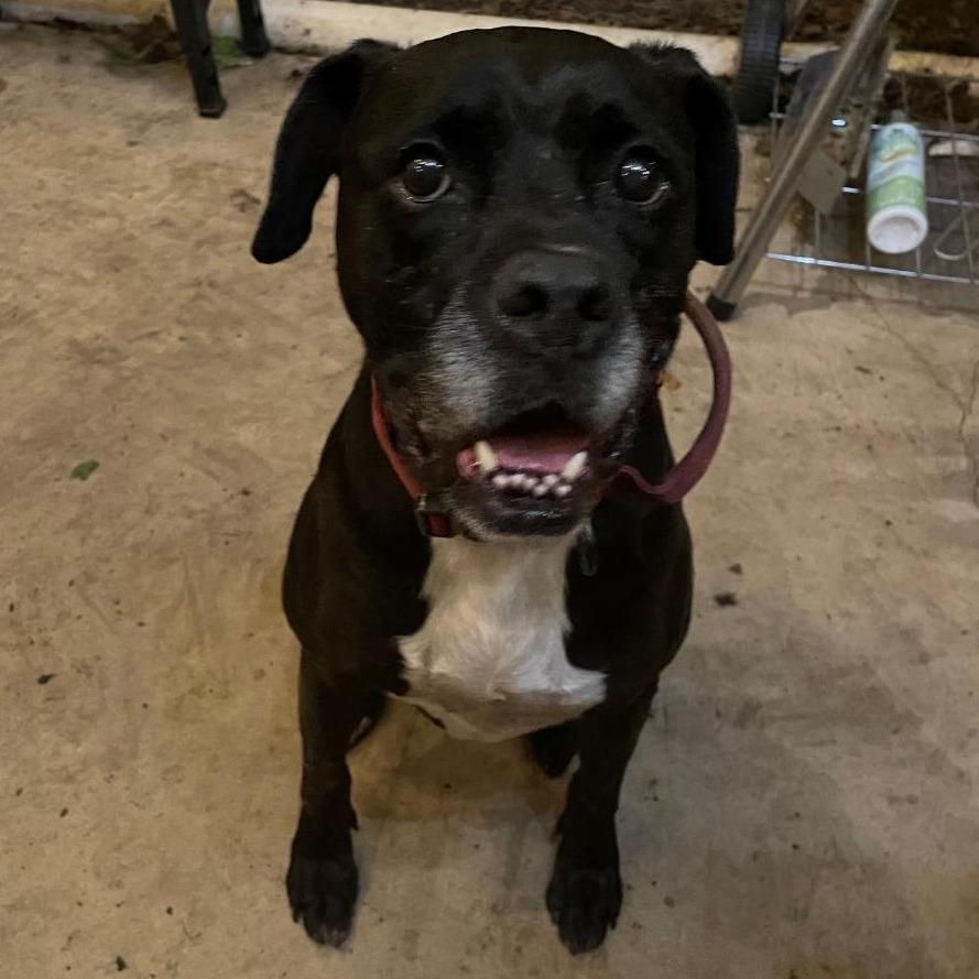 Enlarge Gouda, a Adoptable mixed breed in San Antonio, TX image 5/6