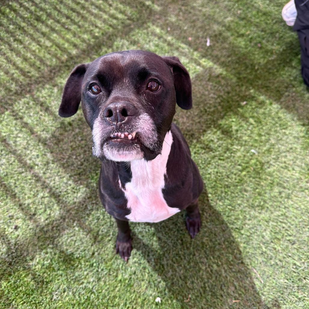 Enlarge Gouda, a Adoptable mixed breed in San Antonio, TX image 6/6