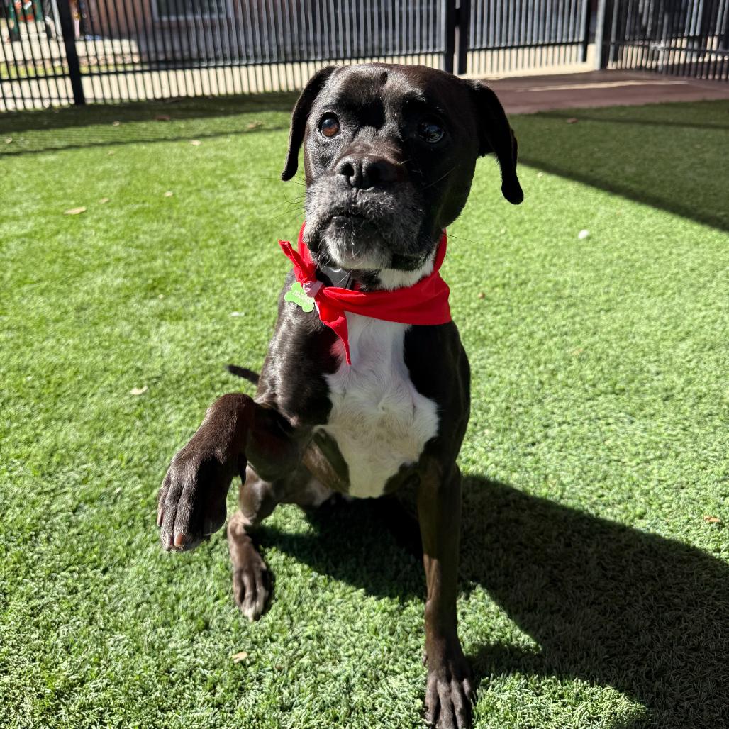 Enlarge Gouda, a Adoptable mixed breed in San Antonio, TX image 6/6