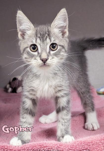 Gopher, Adoptable, Kitten Male Domestic Short Hair & Domestic Short Hair.