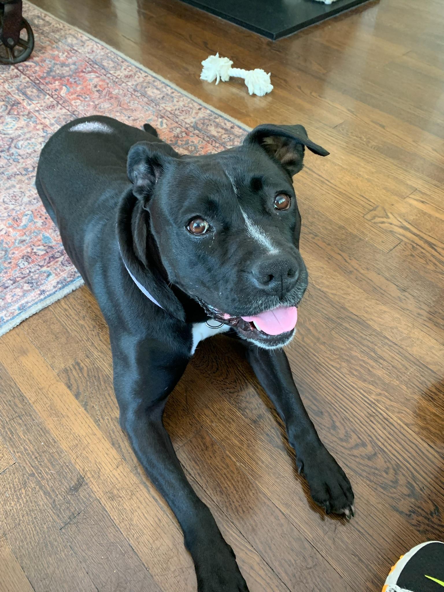 Meet Darla Your Once-in-a-Lifetime Soul Dog Darla has been through a lot but 