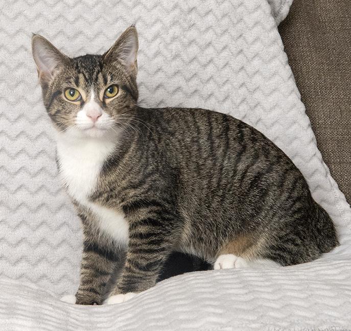 Ernestine, a Adoptable Extra-Toes Cat / Hemingway Polydactyl in Chicago, IL image 2/6