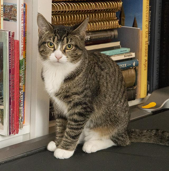 Ernestine, a Adoptable Extra-Toes Cat / Hemingway Polydactyl in Chicago, IL image 3/6