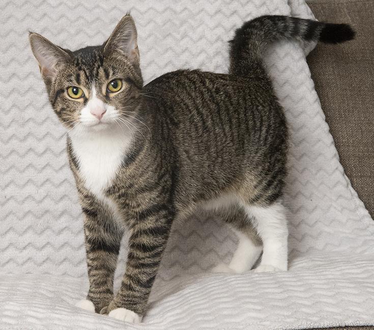 Ernestine, a Adoptable Extra-Toes Cat / Hemingway Polydactyl in Chicago, IL image 4/6