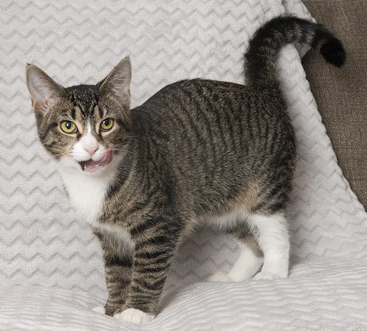 Ernestine, a Adoptable Extra-Toes Cat / Hemingway Polydactyl in Chicago, IL image 6/6