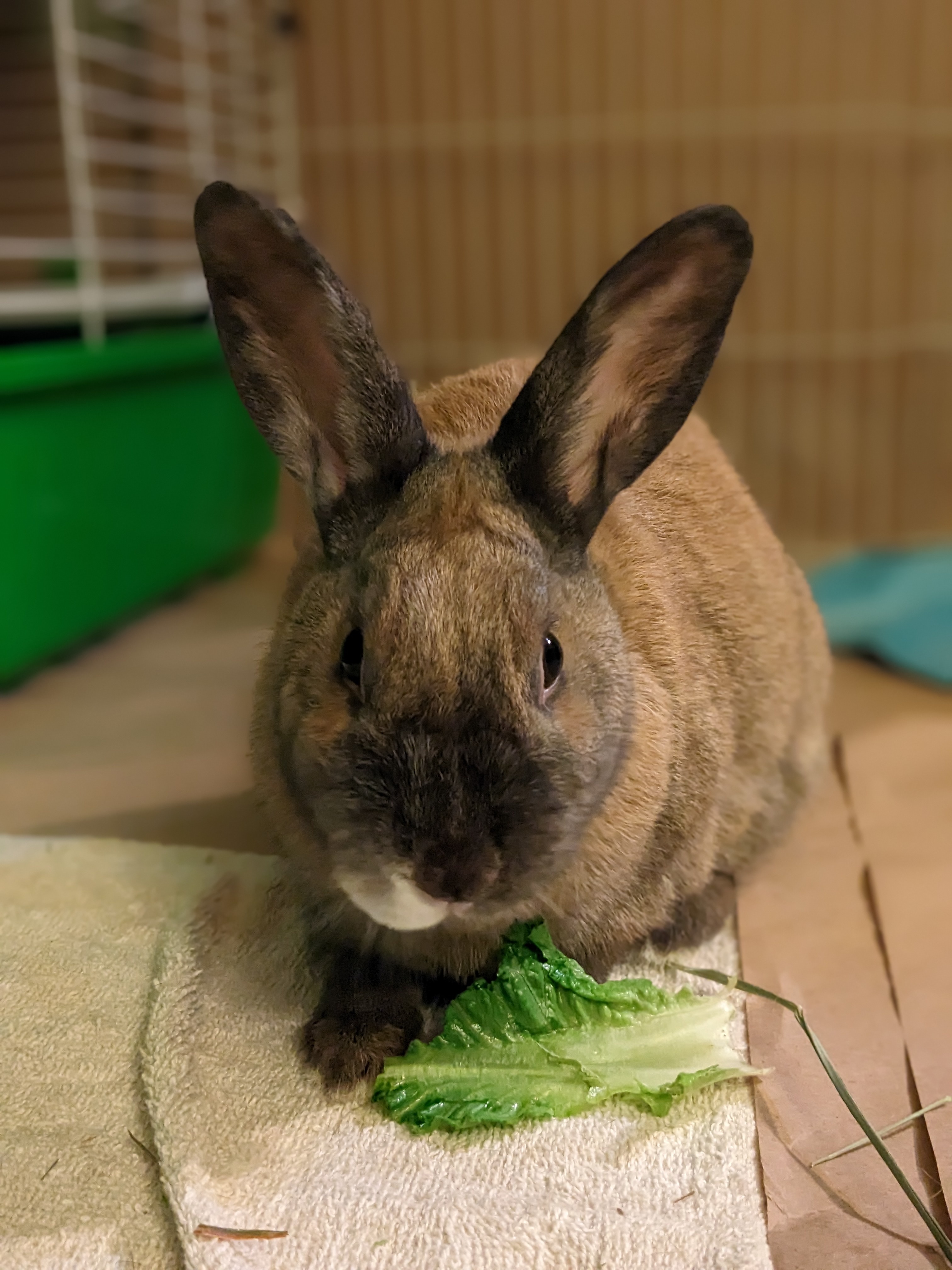 Brown Sugar - Fostered in El Cerrito, CA, Adoptable, Adult Female Bunny Rabbit.