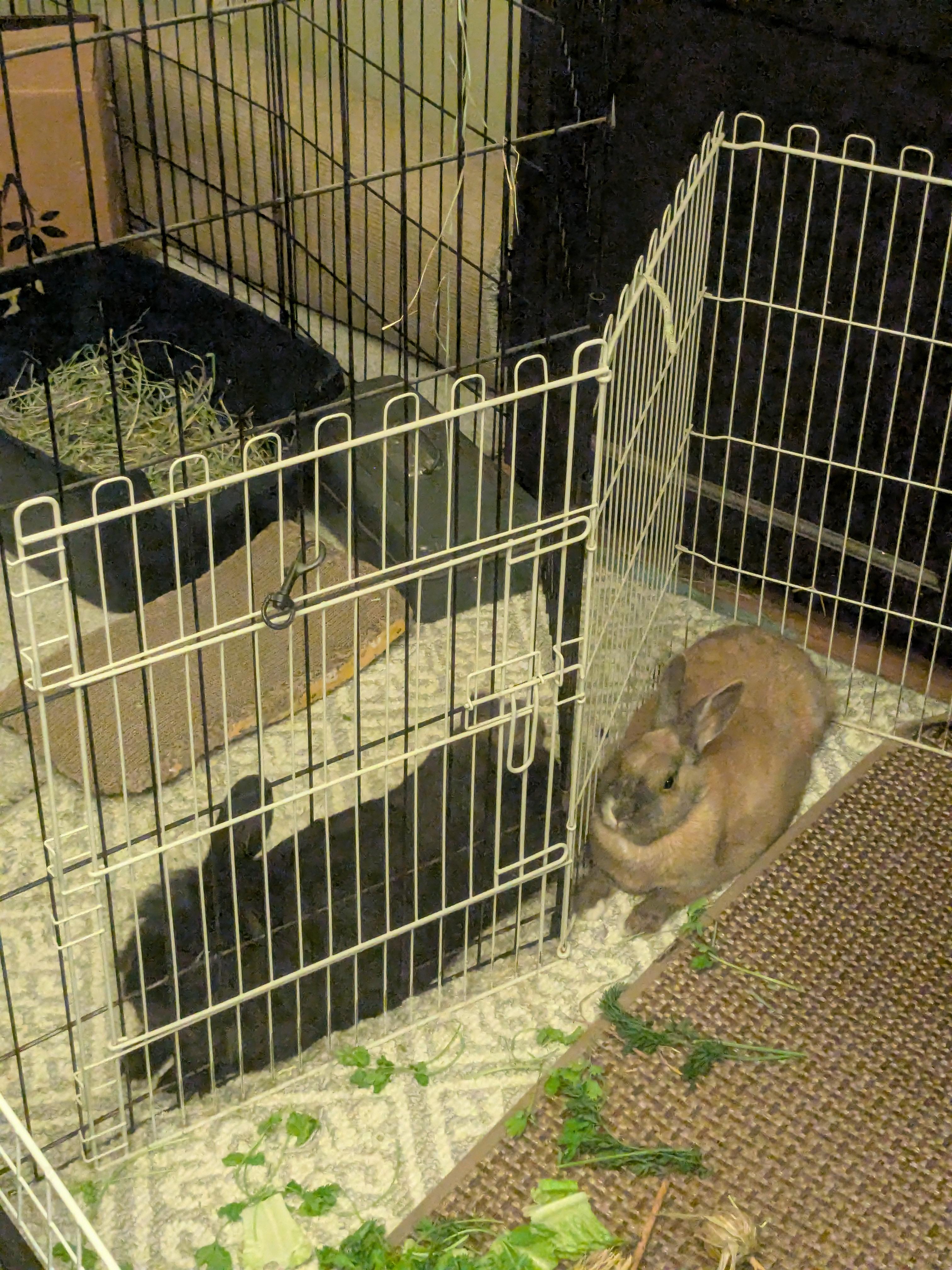 Enlarge Brown Sugar - Fostered in El Cerrito, CA, a Adoptable Bunny Rabbit in Vacaville, CA image 2/6