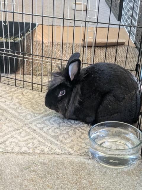 Enlarge Brown Sugar - Fostered in El Cerrito, CA, a Adoptable Bunny Rabbit in Vacaville, CA image 3/6