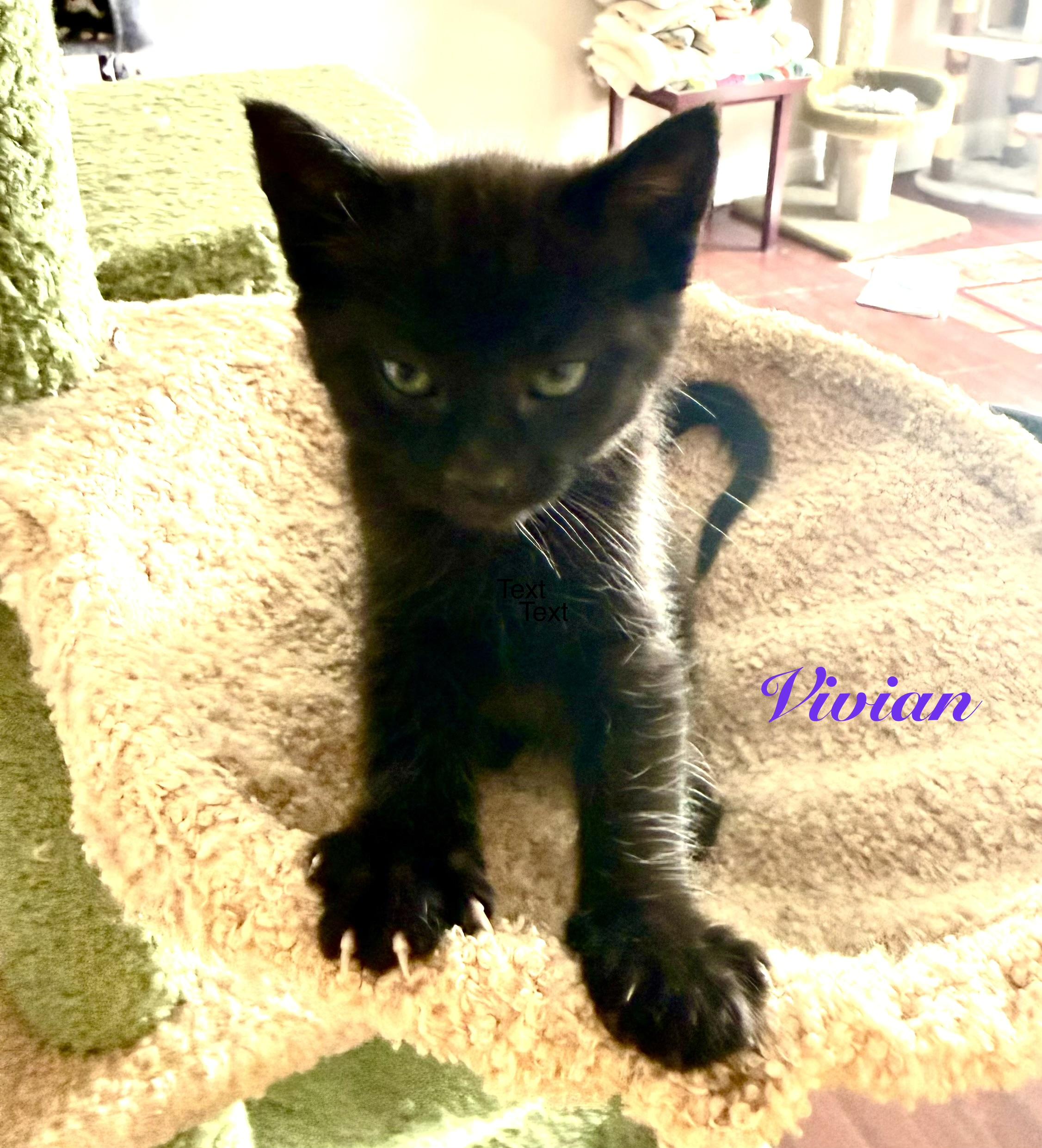 Vivian, an adopted Bombay in Maryville, TN image 2/2