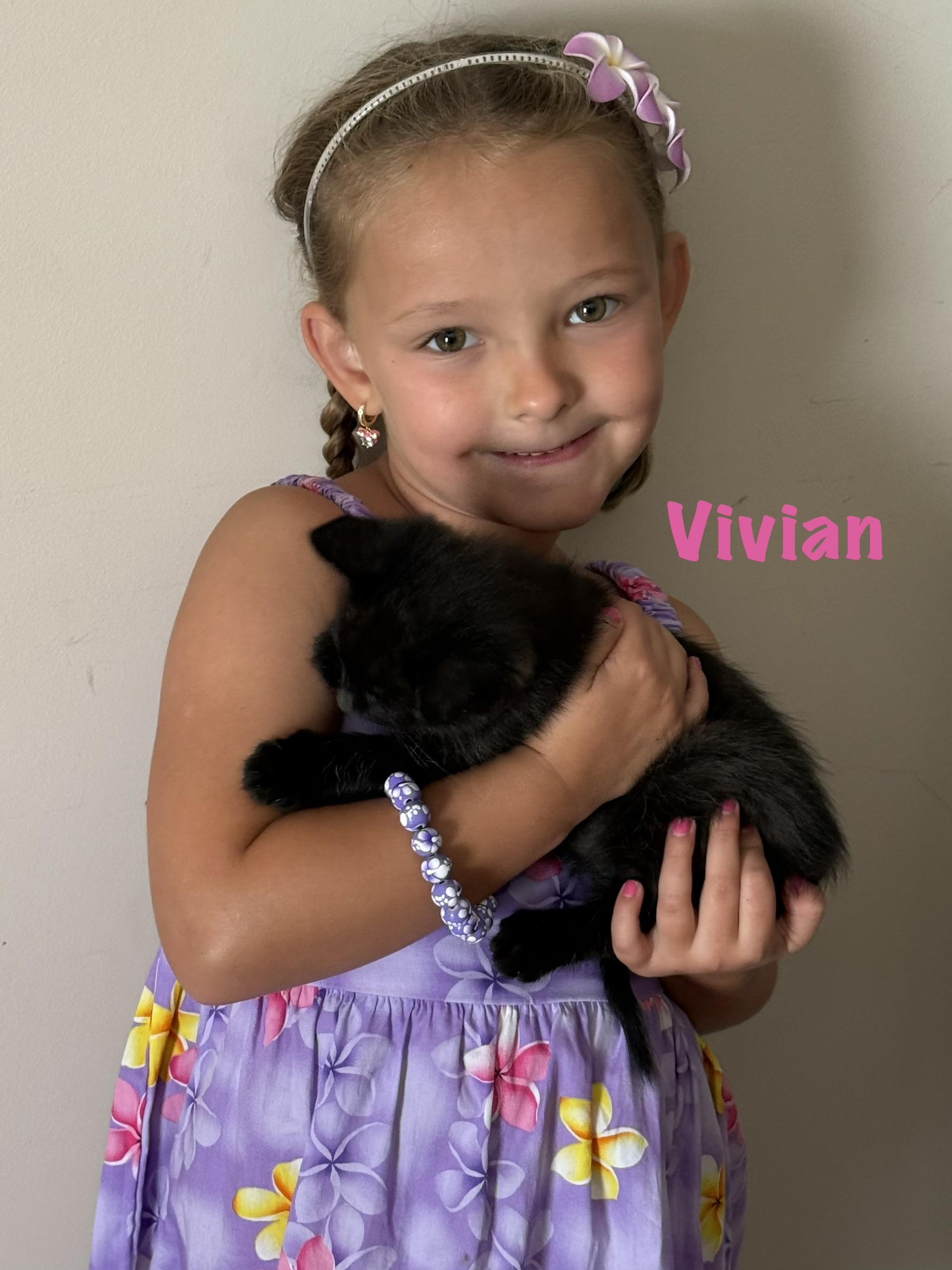 Vivian, an adopted Bombay in Maryville, TN image 1/2