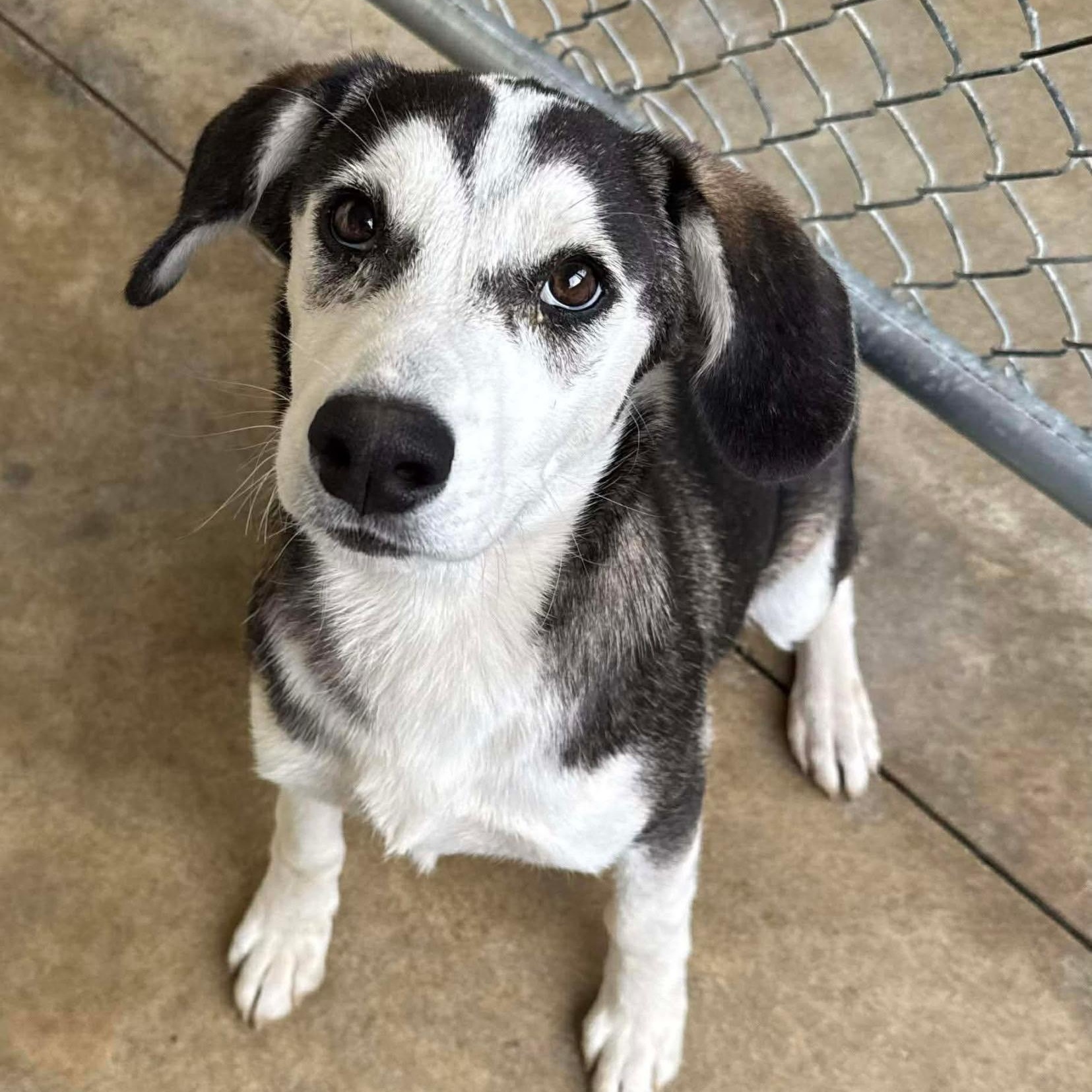 Enlarge Chase , a ADOPTABLE mixed breed in South Plainfield, NJ image 1/6